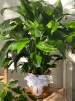 Big beautiful 8" Peace lily, dressed up in a container &  with a pretty bow! 