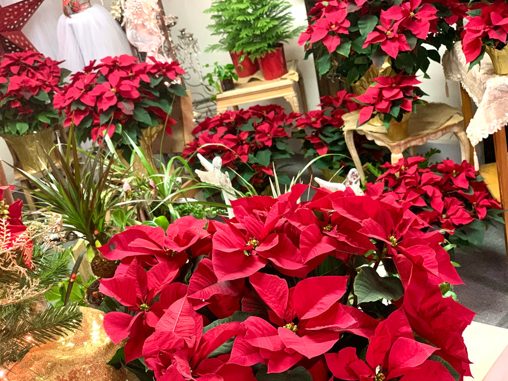 Poinsettia