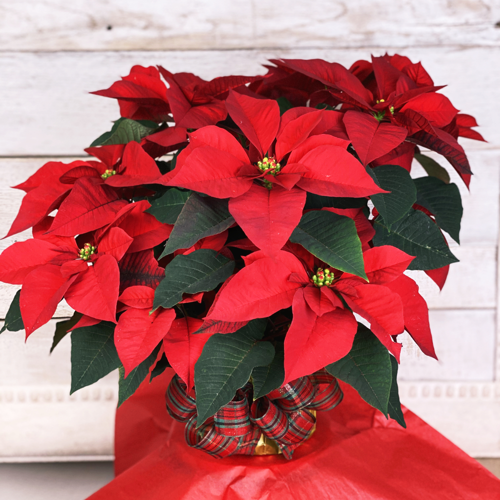 
            
                Load image into Gallery viewer, Poinsettia
            
        